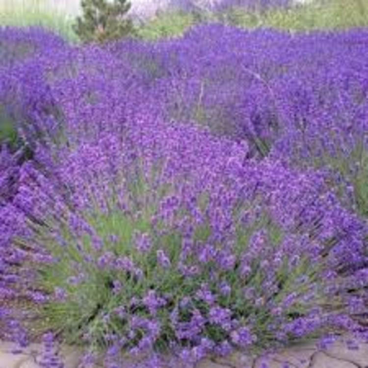 Sponsorizzazione aree a verde comunali